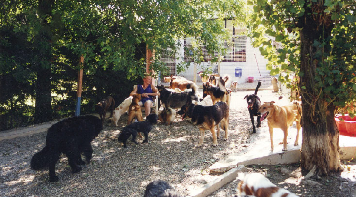 Parc ombragé du centre Canin Moulié