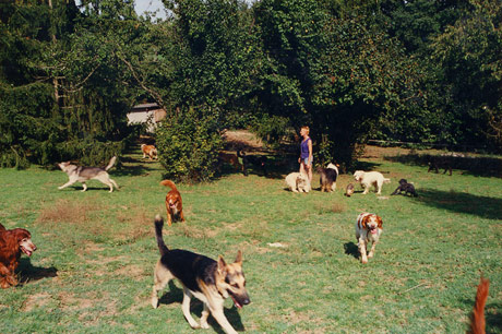 Grand parc arboré du centre canin Moulié