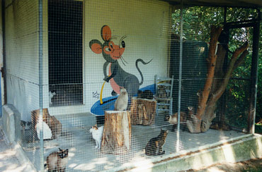 La cour de récréation des chats